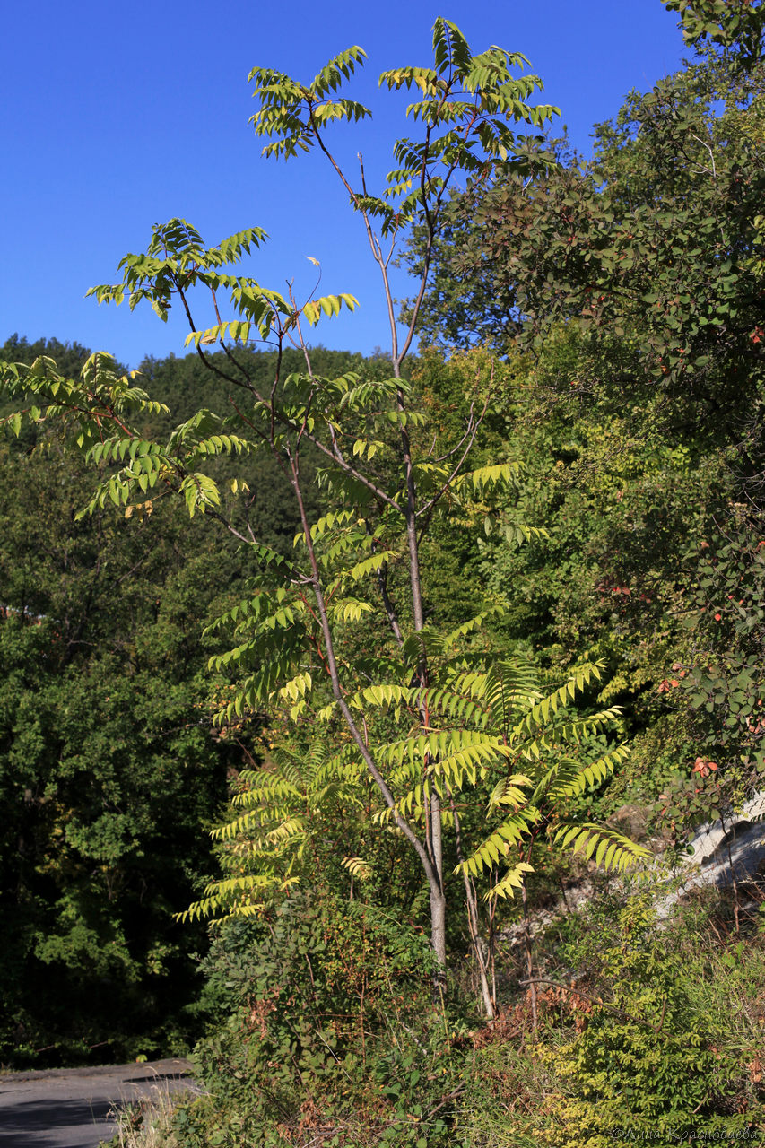 Image of Ailanthus altissima specimen.