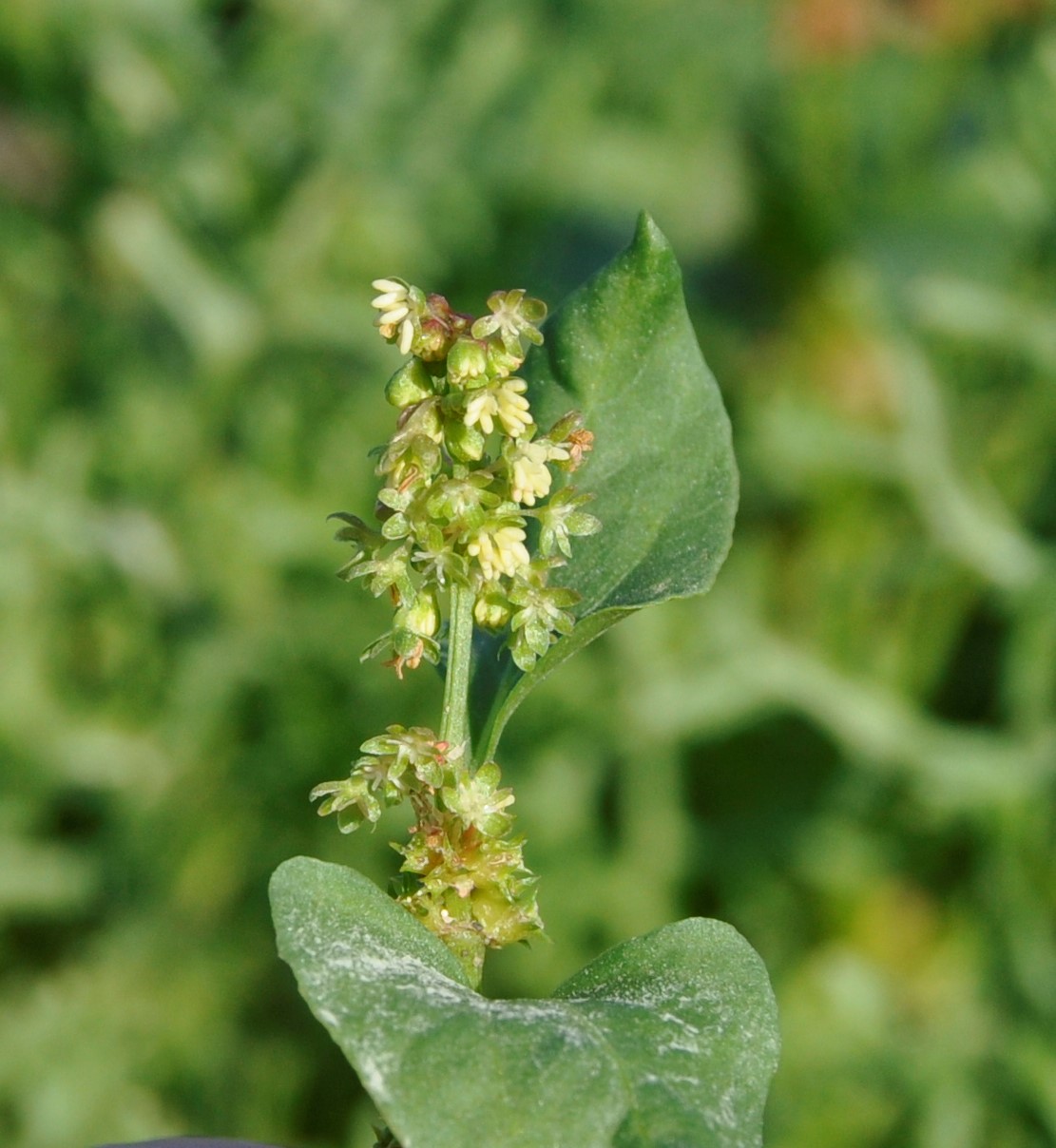 Image of Rumex spinosus specimen.