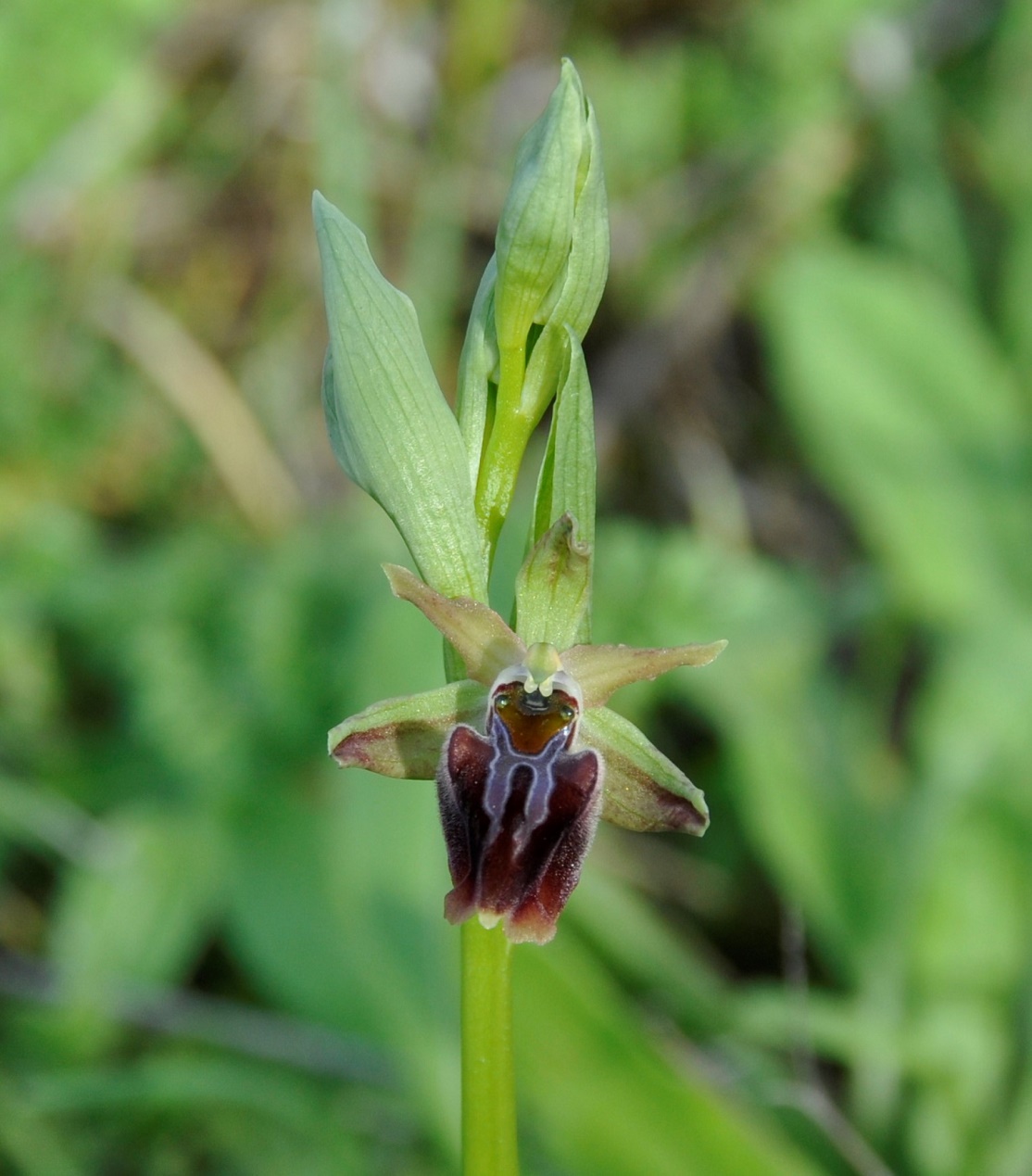 Image of Ophrys mammosa specimen.
