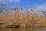 Phragmites australis. Прошлогодние побеги с соплодиями. Астраханская обл., Астраханский заповедник, Дамчикский участок, берег протоки. 29.04.2019.