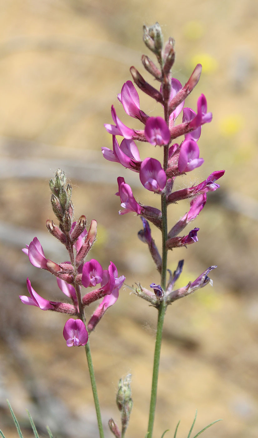 Image of Astragalus barbidens specimen.