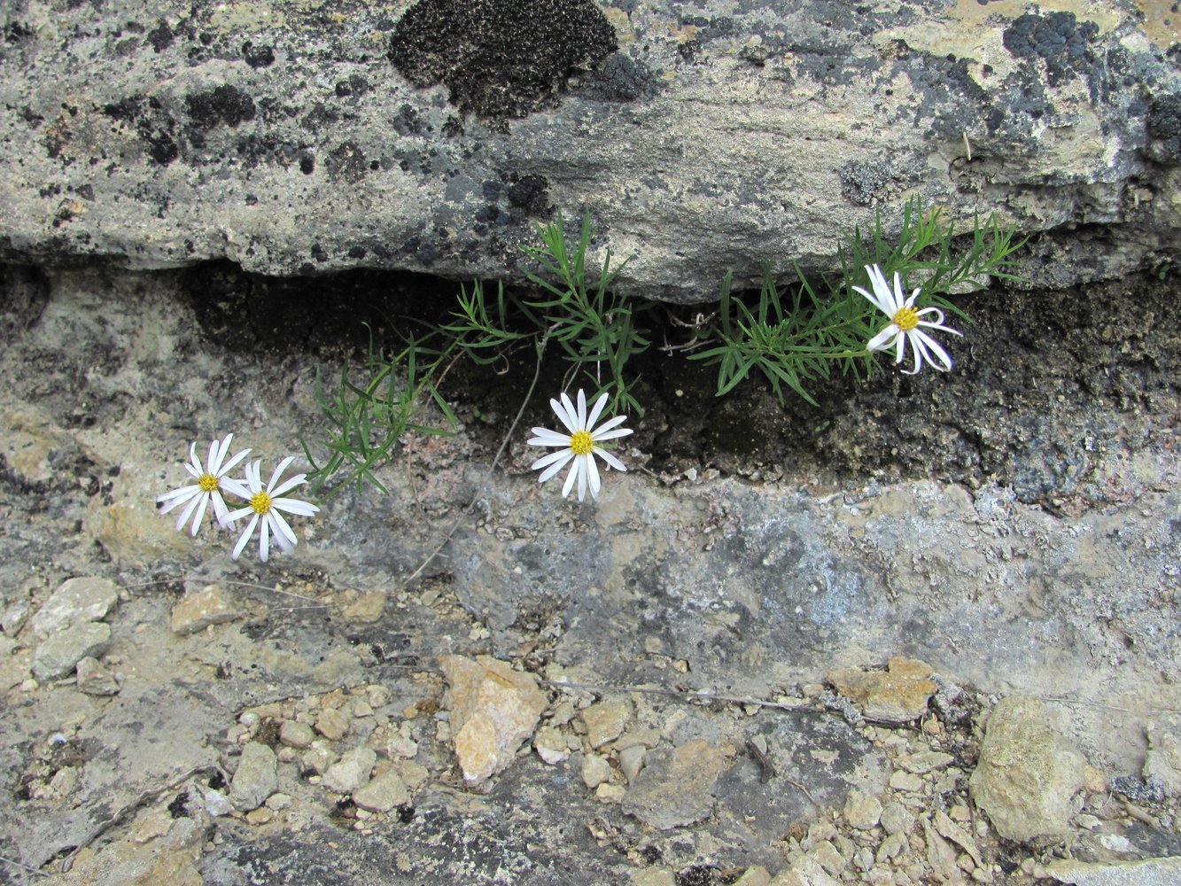 Image of Kemulariella rosea specimen.