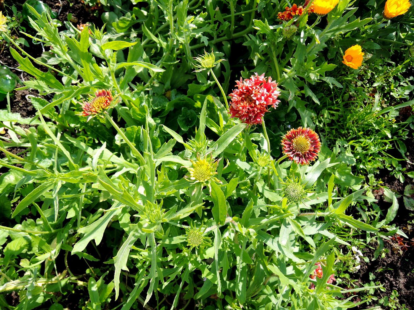 Image of Gaillardia pulchella specimen.