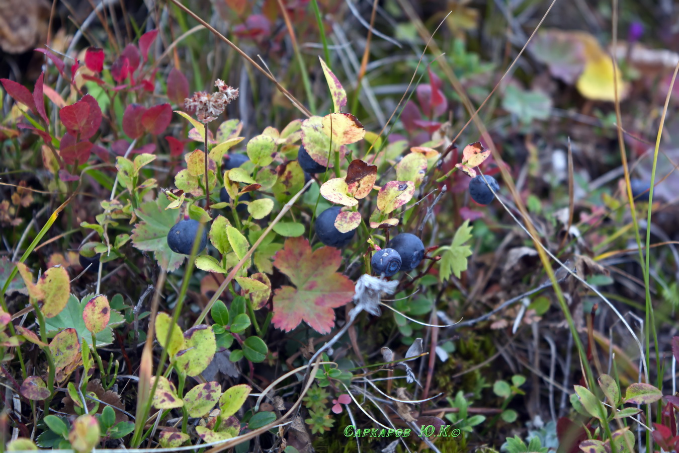 Image of Vaccinium myrtillus specimen.