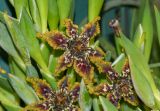 Ferraria crispa