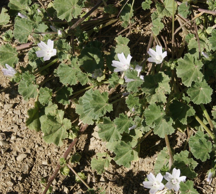 Image of Malva neglecta specimen.