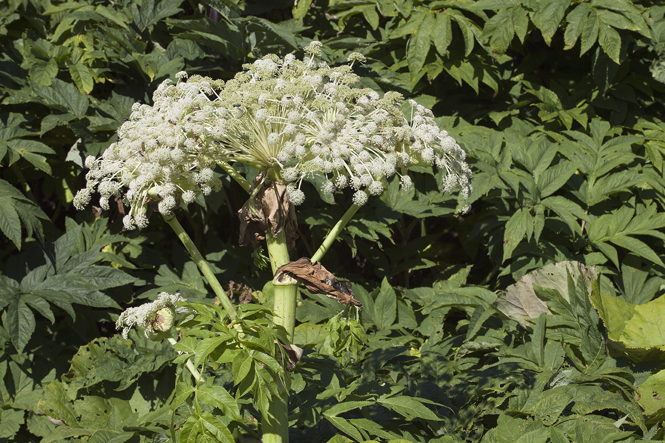 Image of Angelica ursina specimen.