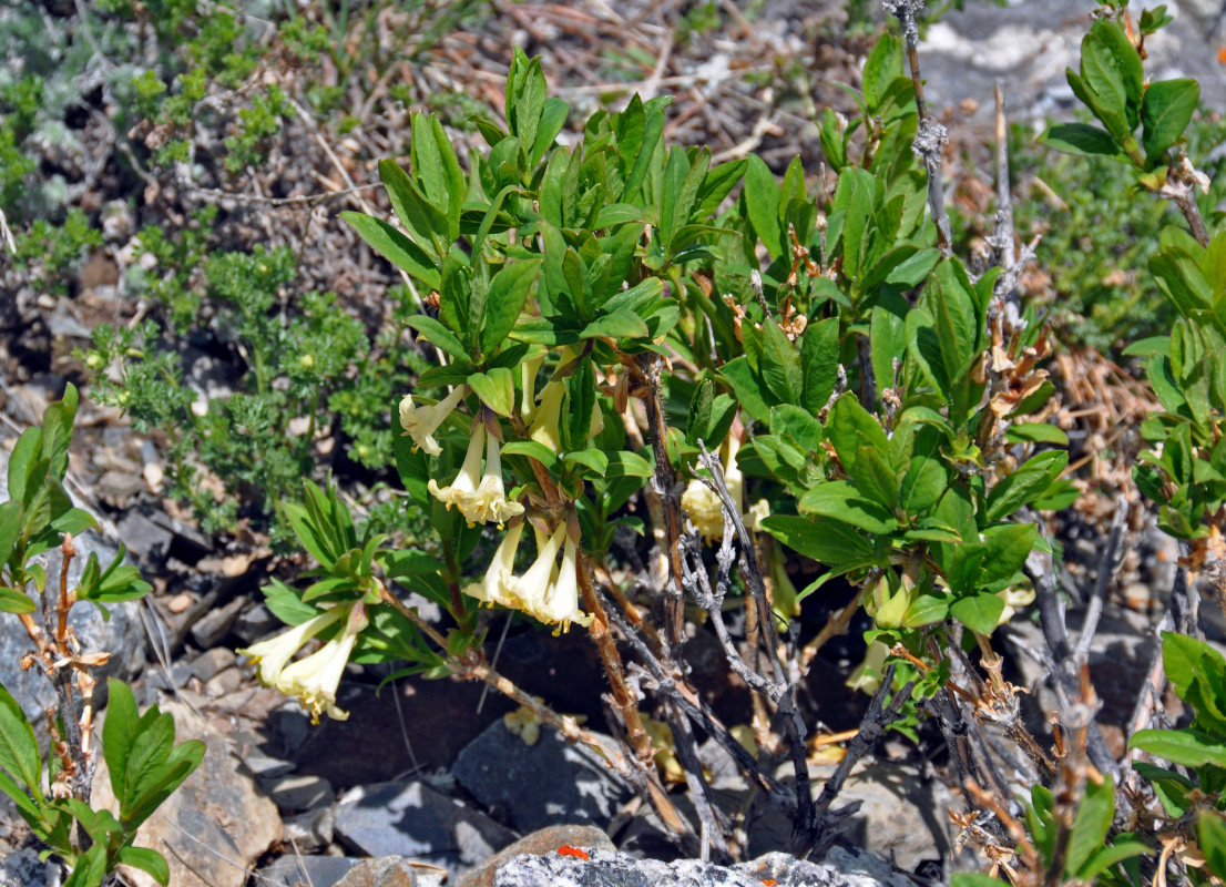 Image of Lonicera hispida specimen.