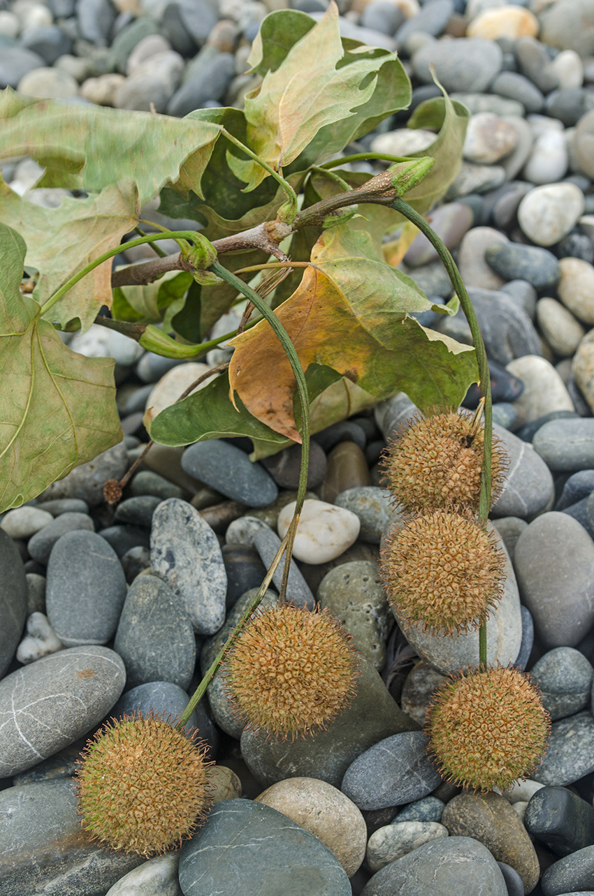 Image of Platanus orientalis specimen.