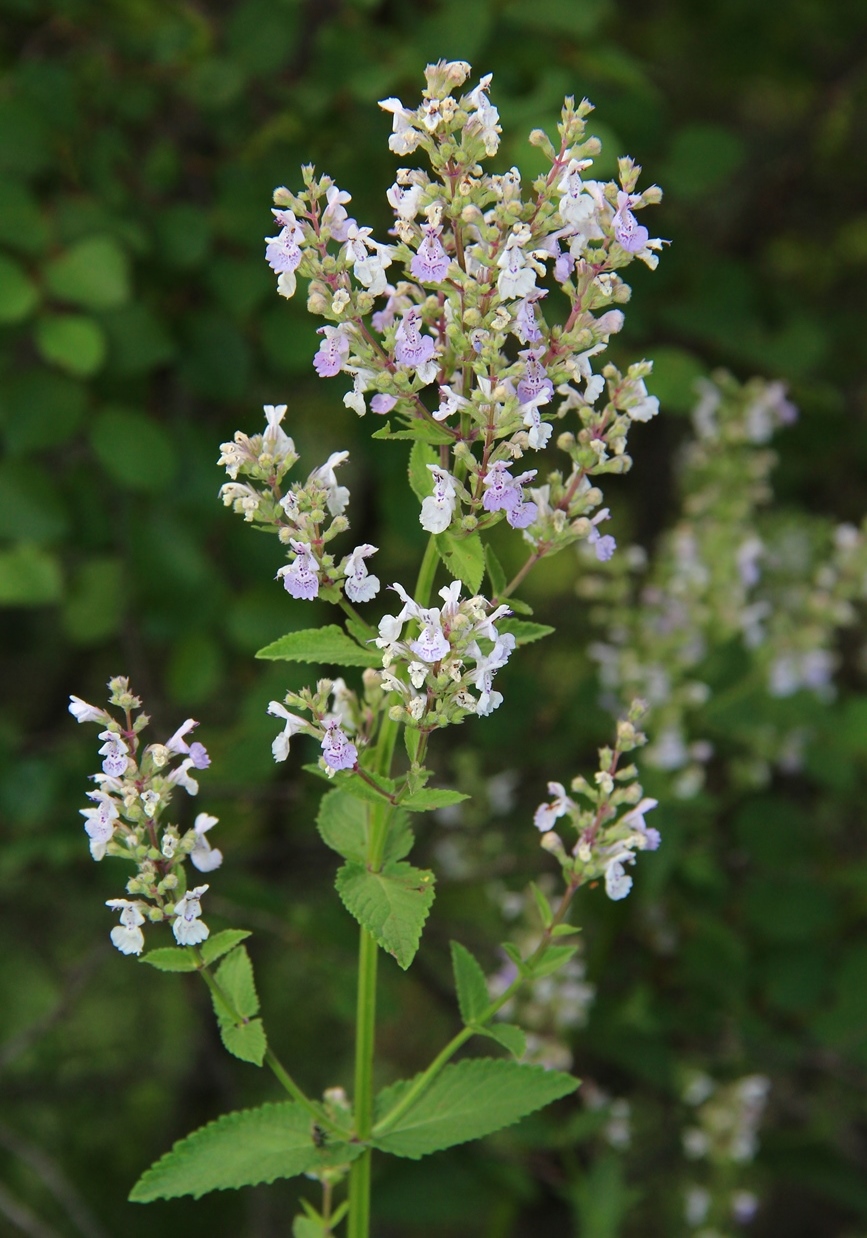 Image of Nepeta nuda specimen.