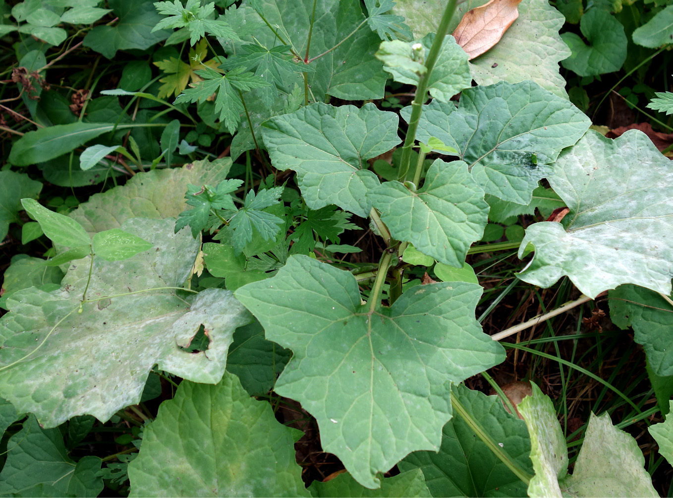 Image of Adenocaulon adhaerescens specimen.