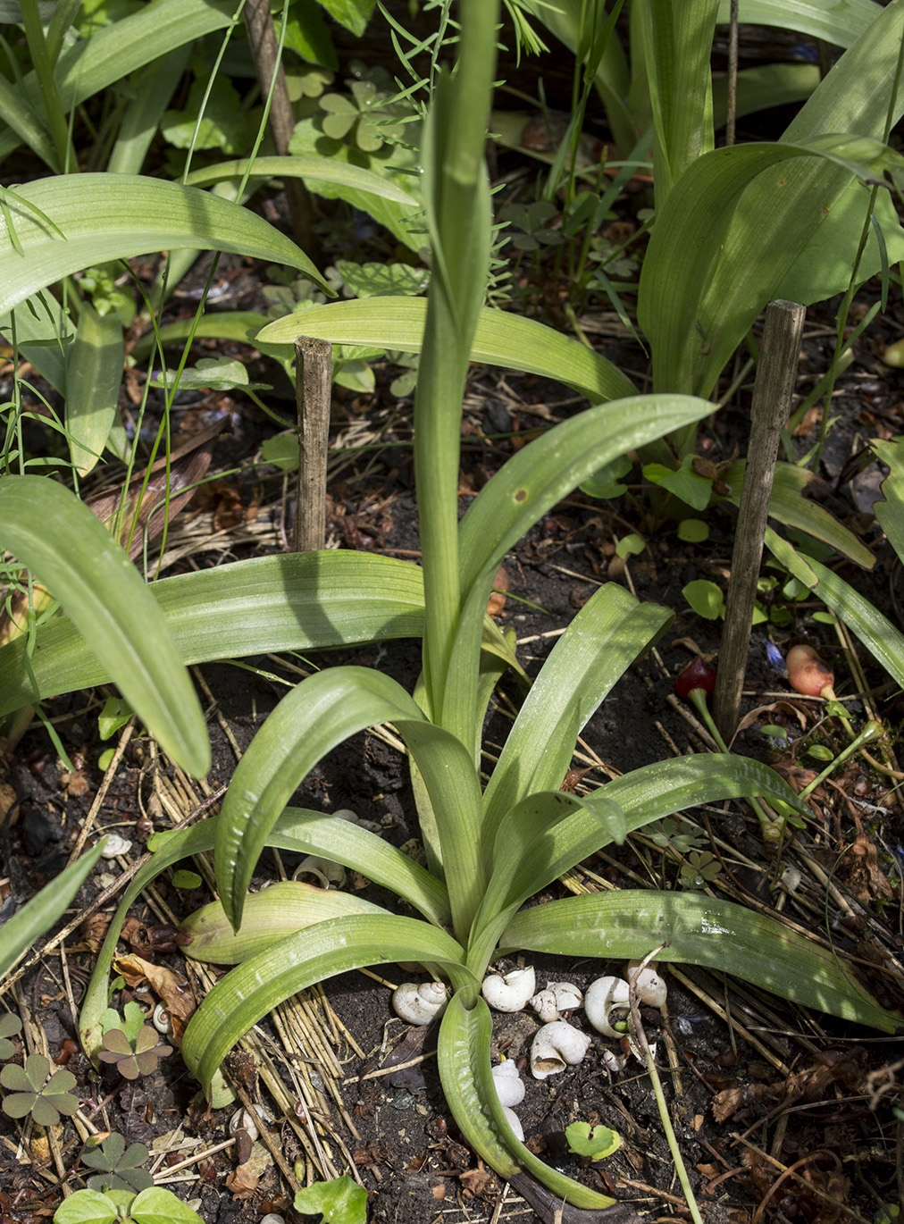 Image of Anacamptis &times; laniccae specimen.