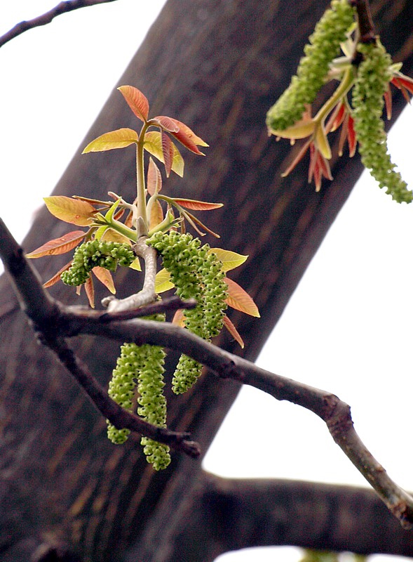 Image of Juglans regia specimen.