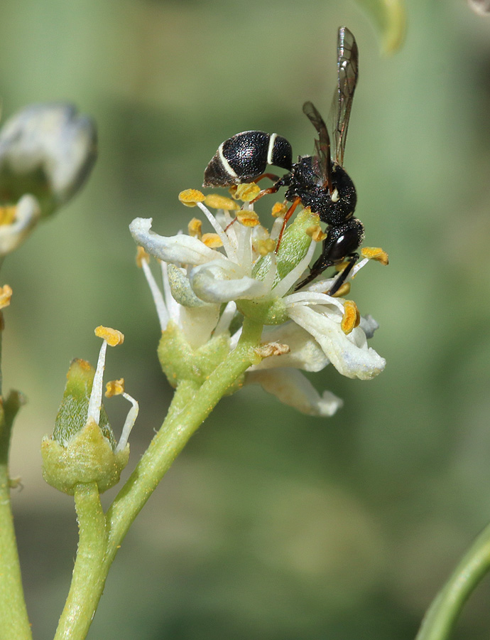 Image of Nitraria schoberi specimen.