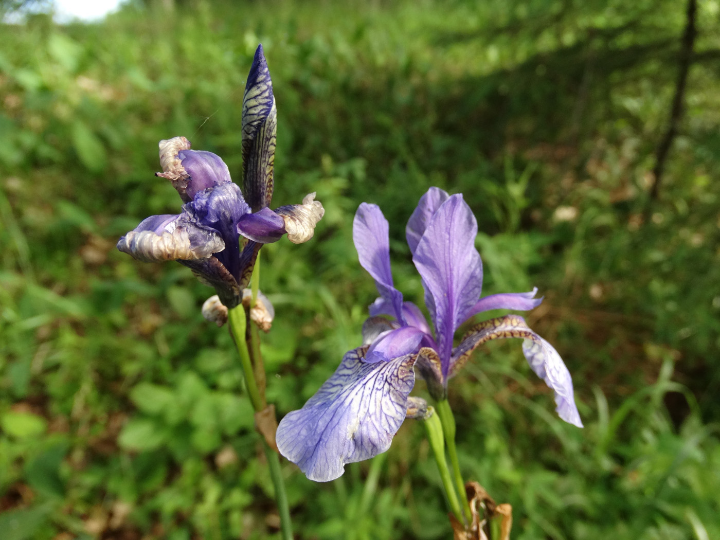 Изображение особи Iris sibirica.