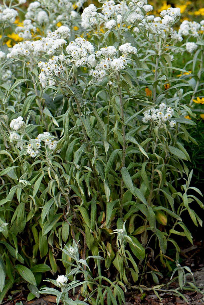 Image of Anaphalis margaritacea specimen.