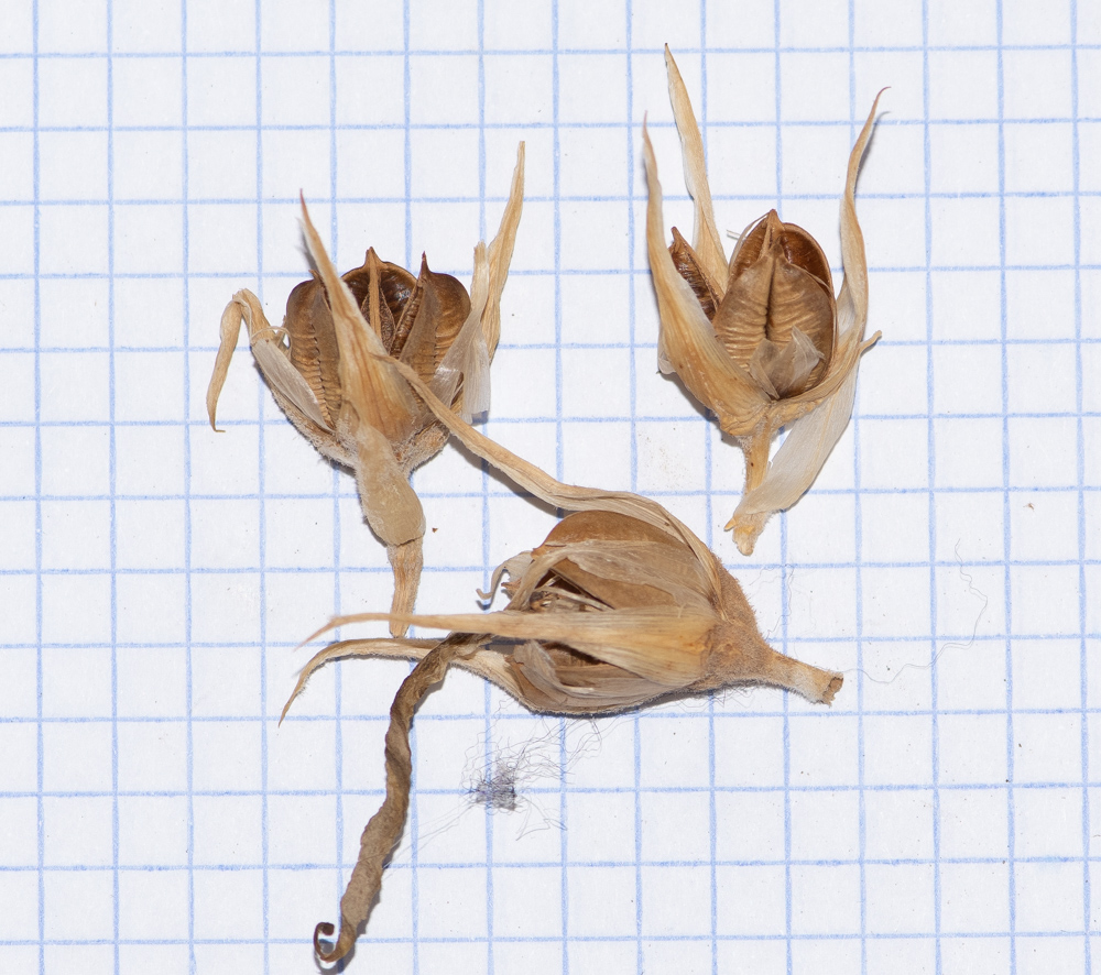 Изображение особи семейство Bromeliaceae.