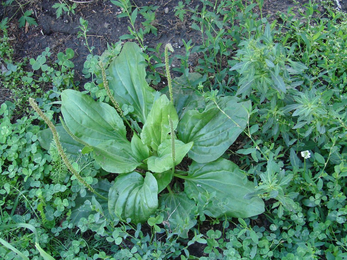 Image of Plantago major specimen.