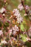 Cuscuta epithymum. Цветущие побеги на веточке Medicago. Псковская обл., Палкинский р-н, окр. дер. Шабаны, склон дол. р. Великая, забурьяненый луг на известняке. 12.08.2020.