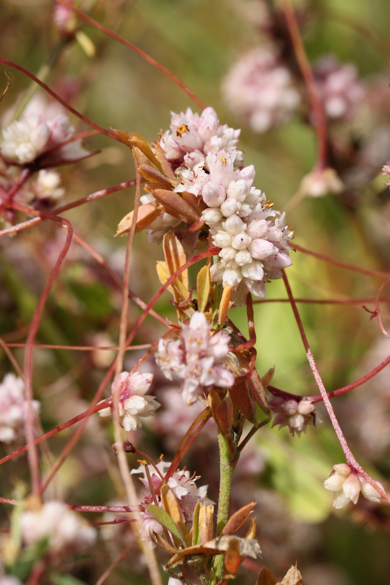 Изображение особи Cuscuta epithymum.