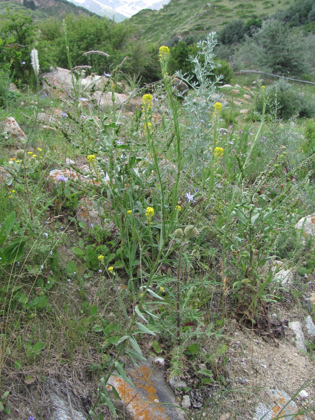 Image of genus Erysimum specimen.