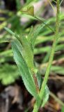 Capsella bursa-pastoris