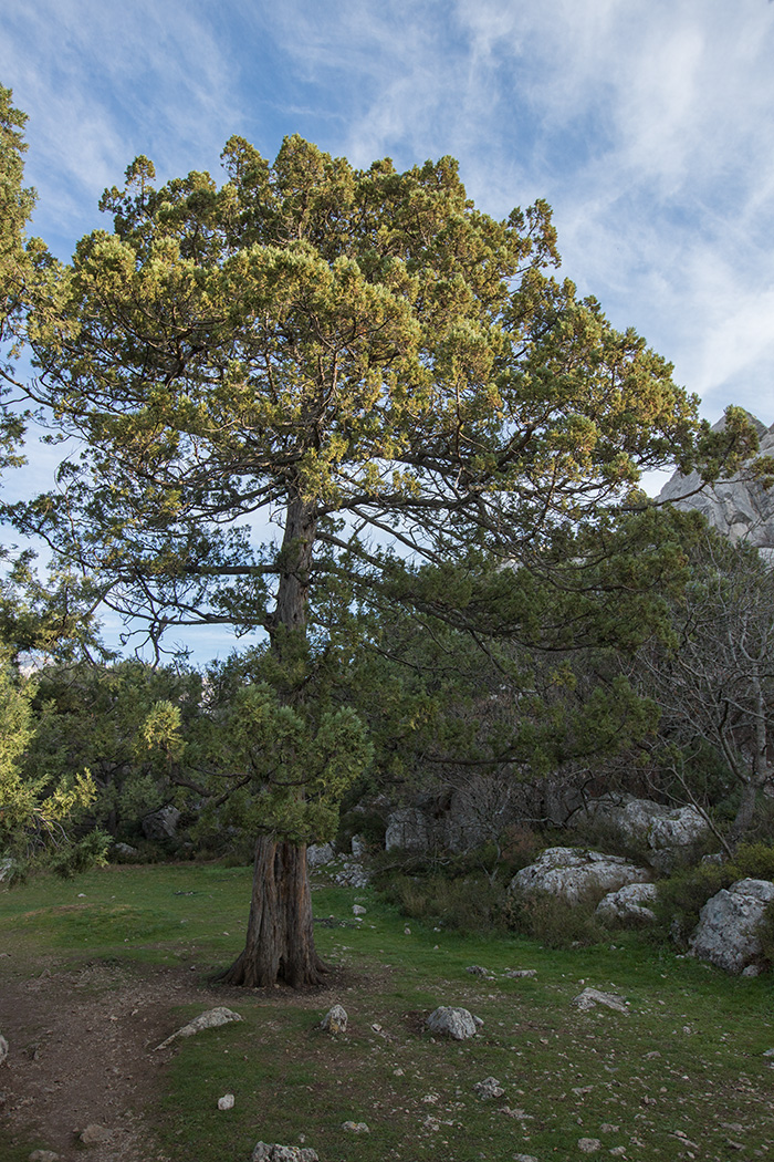 Image of Juniperus excelsa specimen.