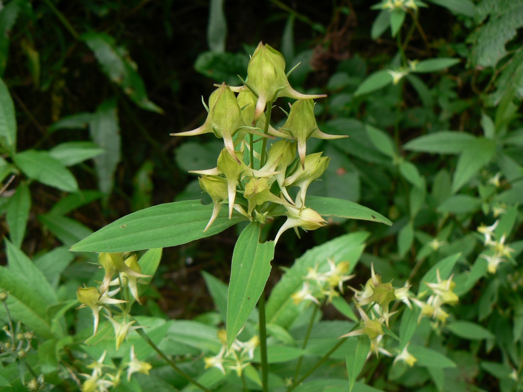 Image of Halenia corniculata specimen.