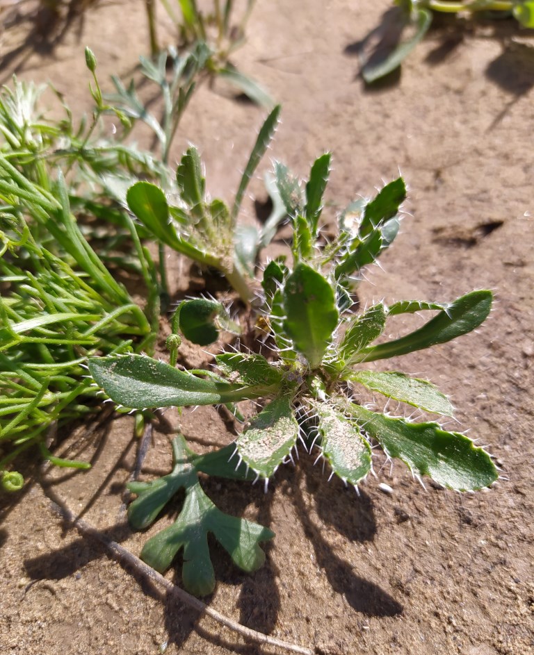 Изображение особи Schischkinia albispina.