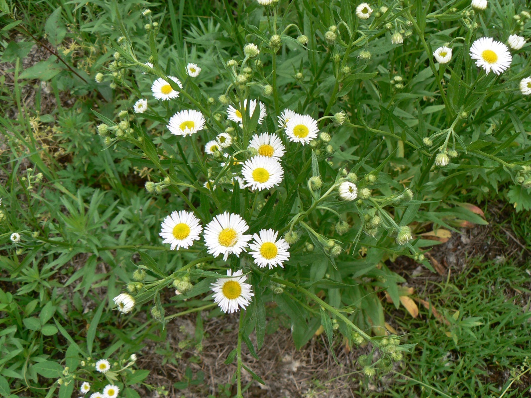 Image of Erigeron strigosus specimen.