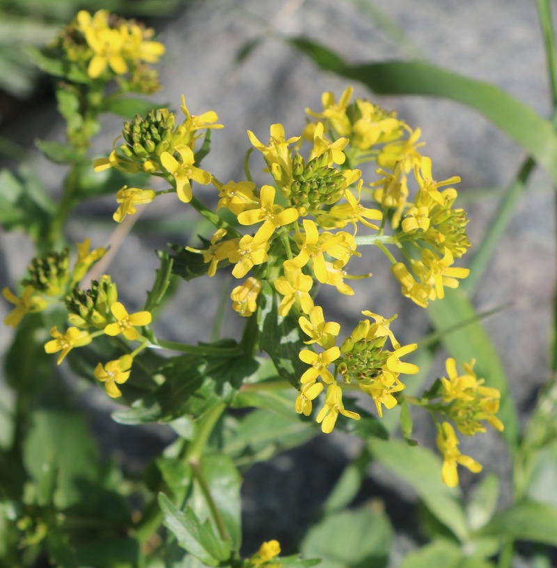 Сурепка обыкновенная (Barbarea vulgaris). Дикий индиго (Barbarea vulgaris). Белый цветок похожий на сурепку. Сурепка обыкновенная фото.