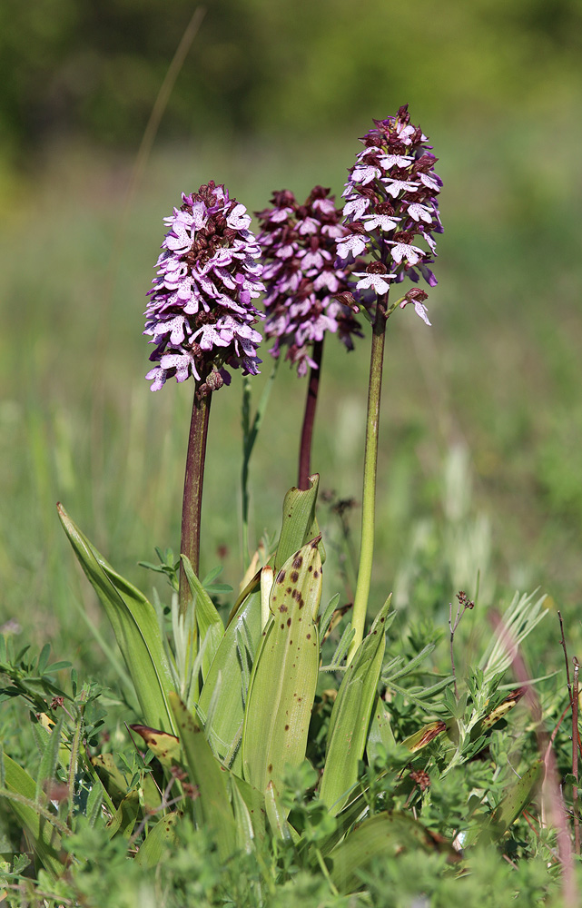 Image of Orchis purpurea specimen.