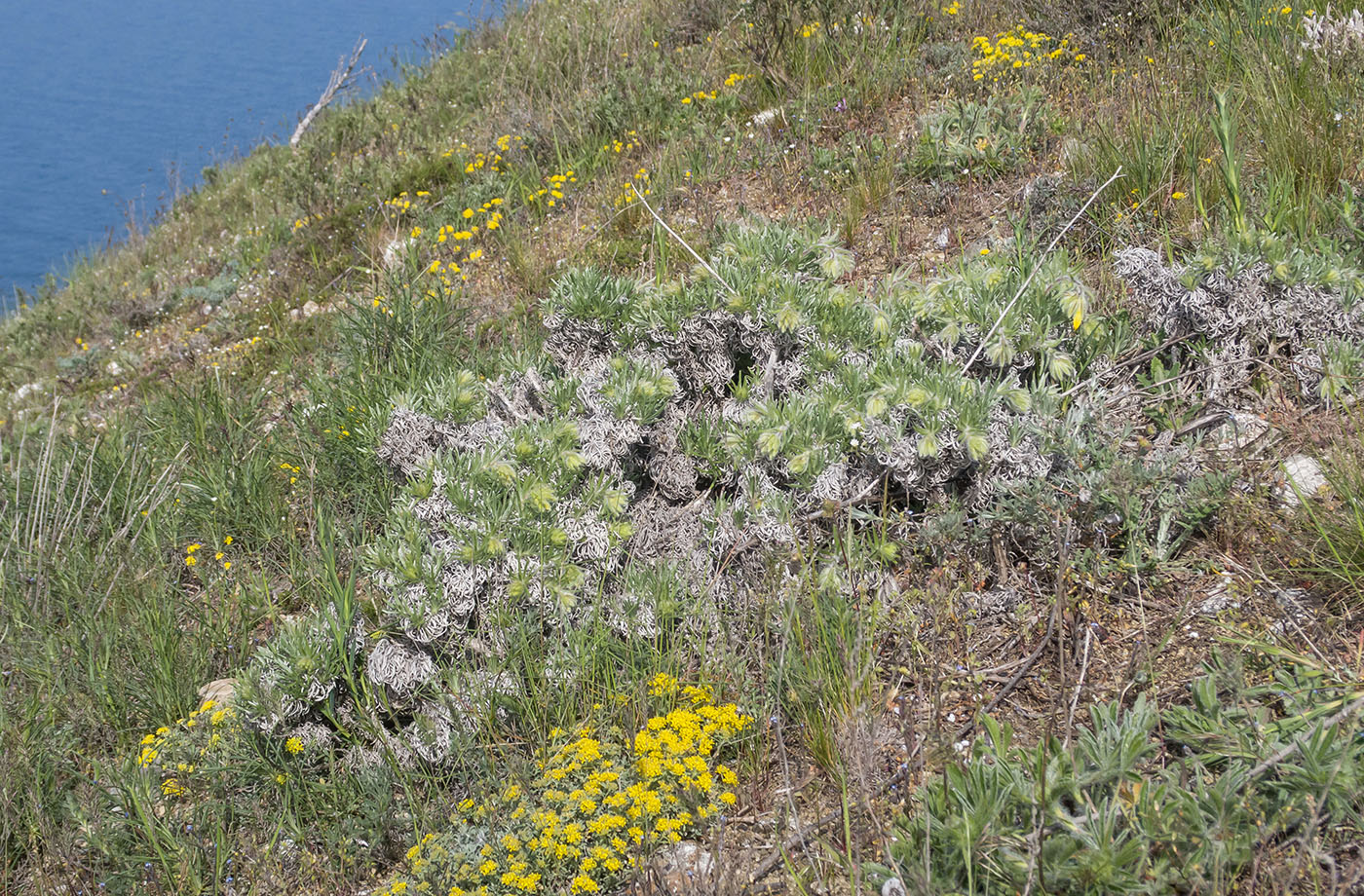 Image of Onosma polyphylla specimen.