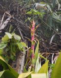 Tillandsia fendleri