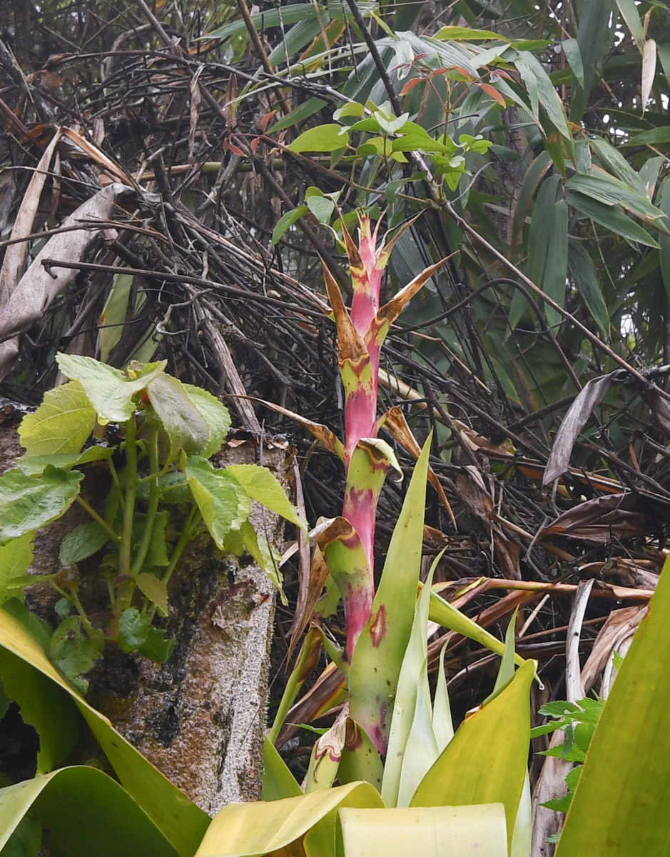 Изображение особи Tillandsia fendleri.