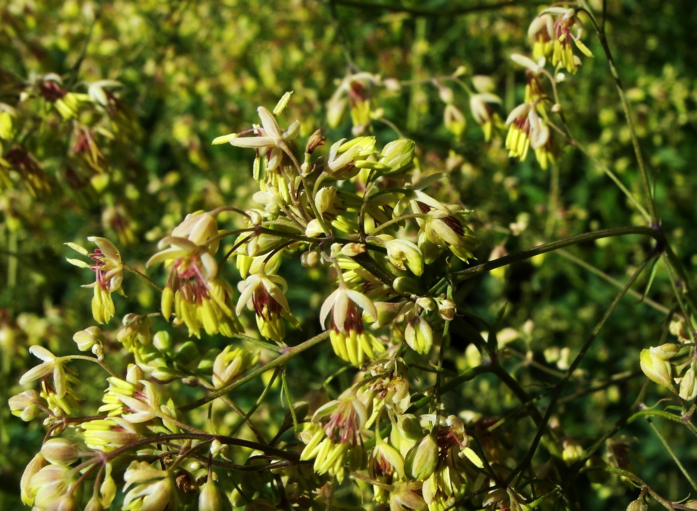 Image of Thalictrum minus specimen.