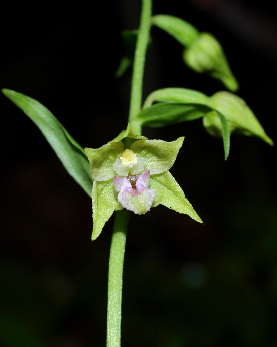 Image of Epipactis persica specimen.