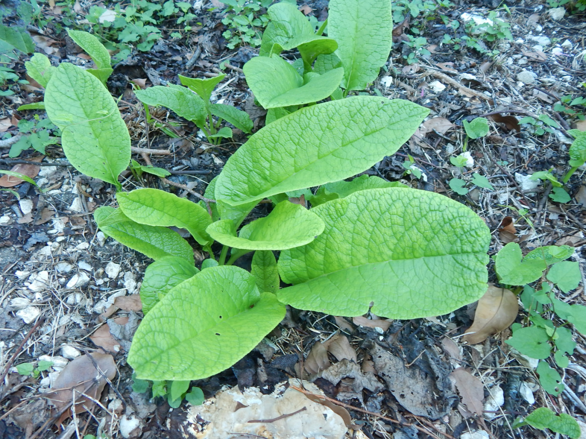 Изображение особи Symphytum grandiflorum.