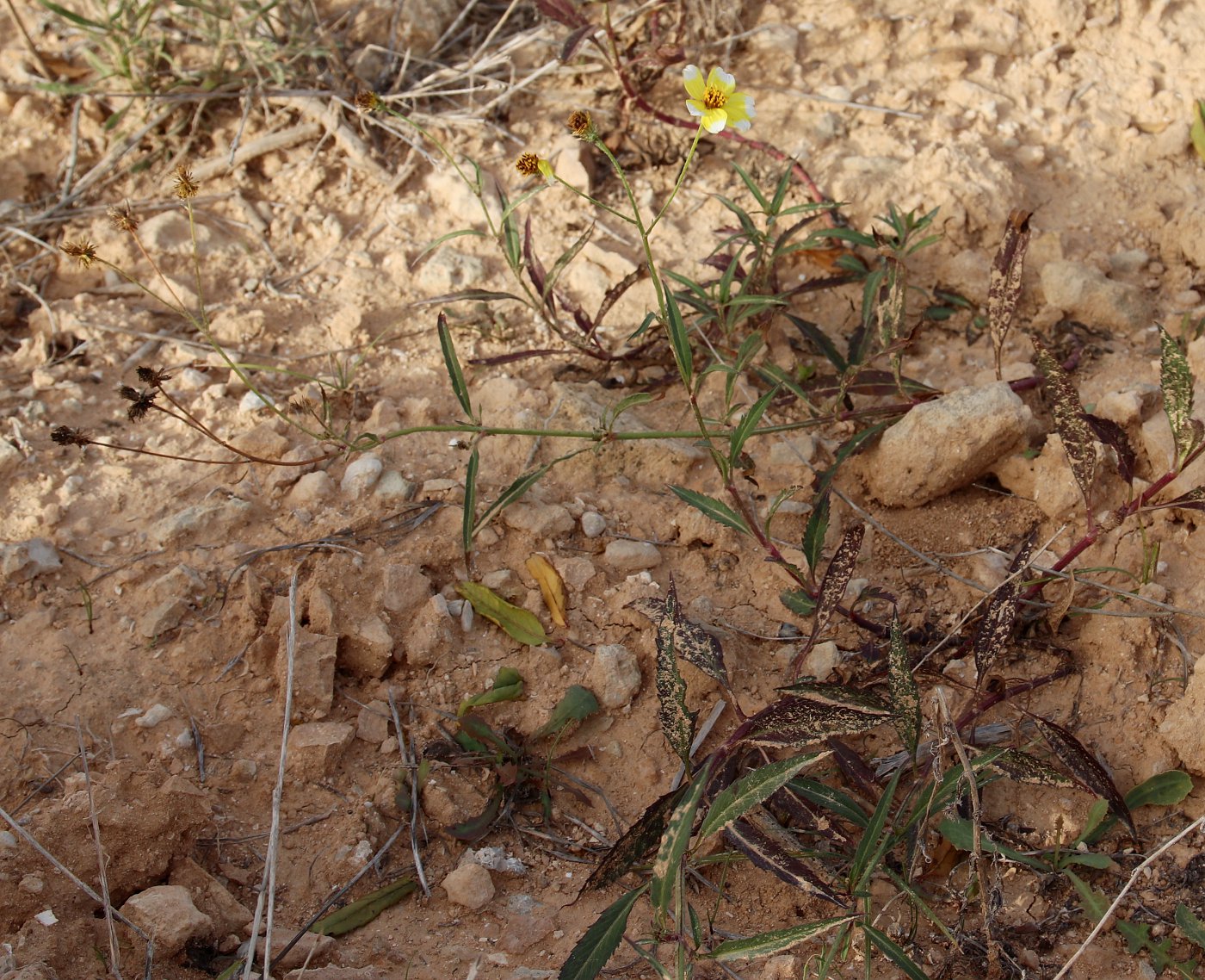 Image of genus Bidens specimen.