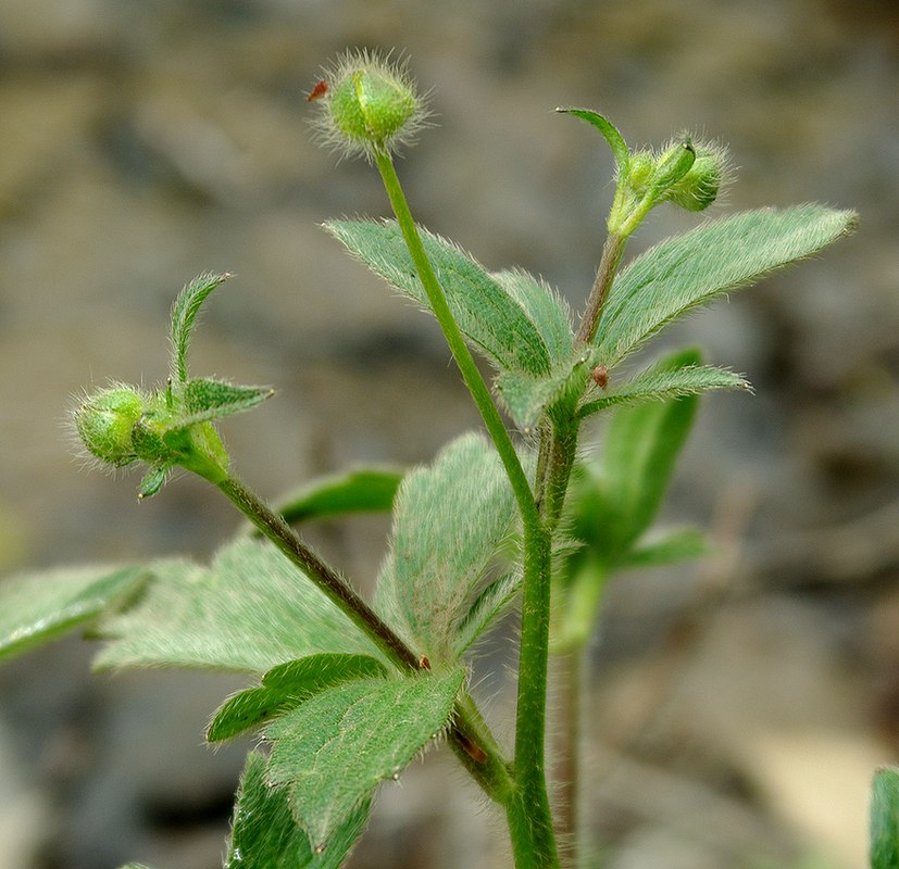 Image of genus Ranunculus specimen.