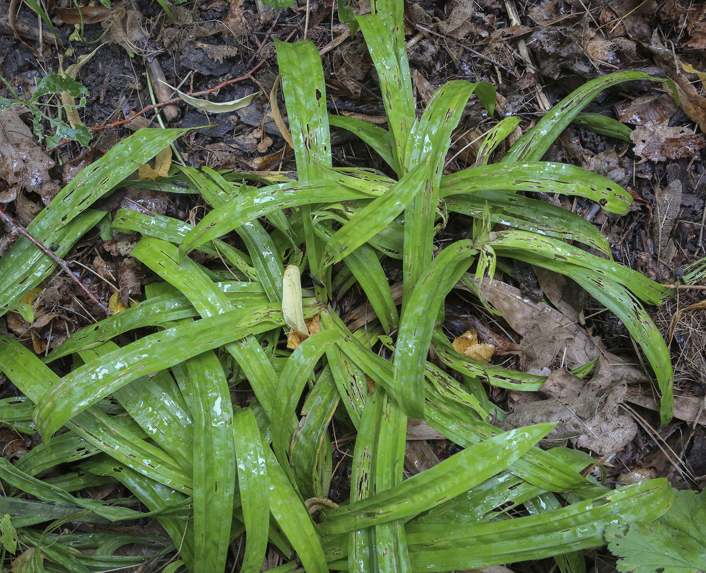 Изображение особи Carex plantaginea.