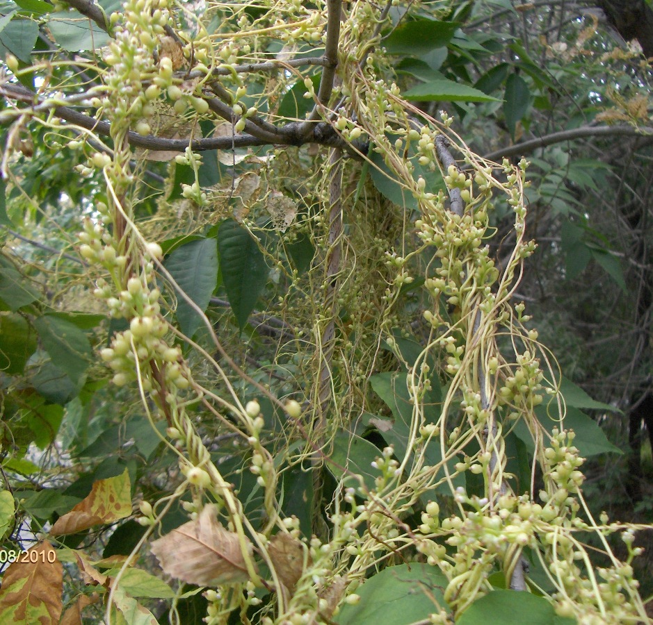 Image of genus Cuscuta specimen.