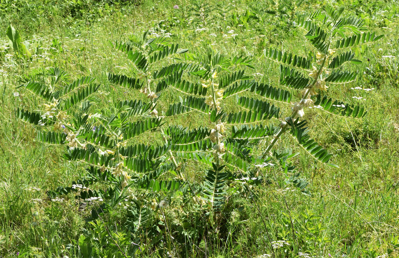 Изображение особи Astragalus sieversianus.