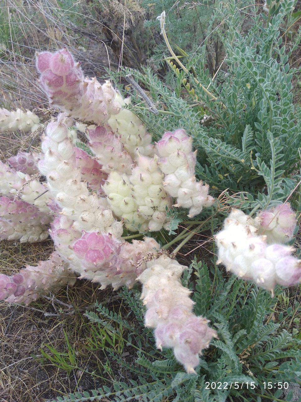 Изображение особи Astragalus willisii.