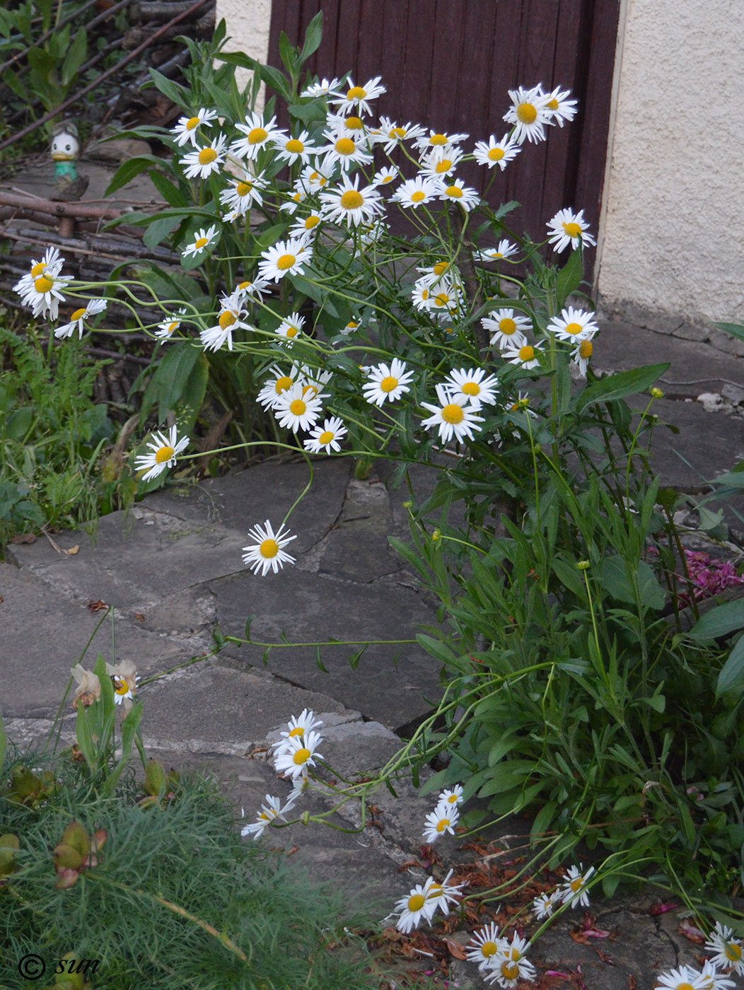 Изображение особи Leucanthemum vulgare.