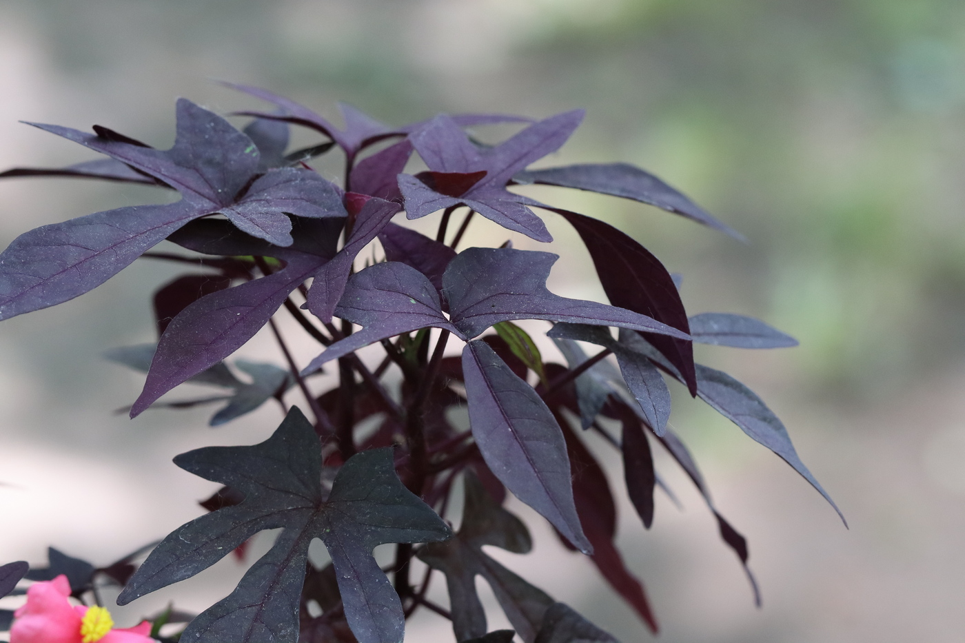 Image of Ipomoea batatas specimen.