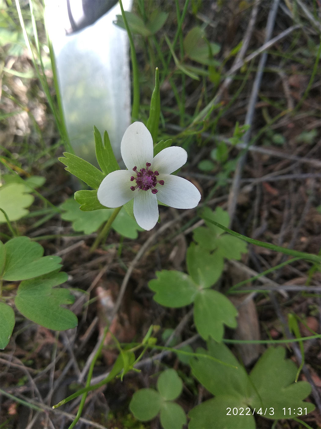 Изображение особи Anemone tschernaewii.