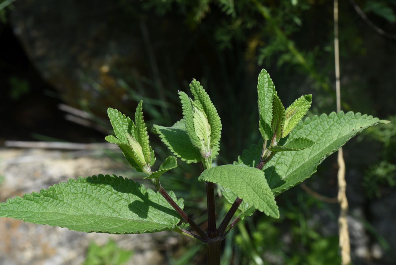 Изображение особи род Phlomoides.