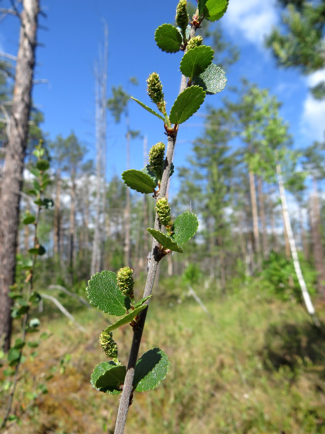 Image of Betula nana specimen.