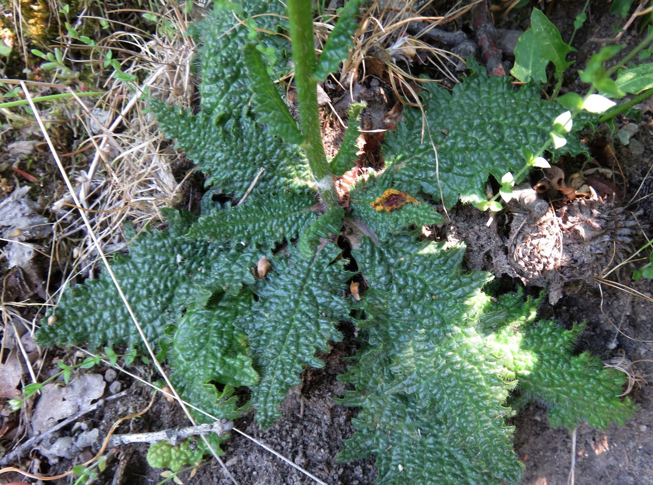 Image of Verbascum xanthophoeniceum specimen.